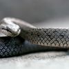 Man Hospitalized After Pet Snake Bit His Foot, Police Say